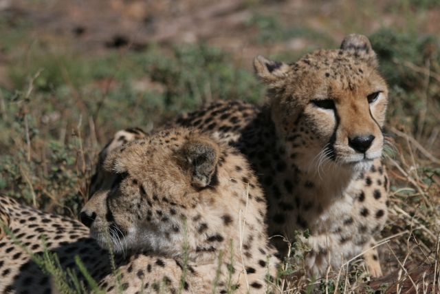 Big 5 Game Drive   Leopards