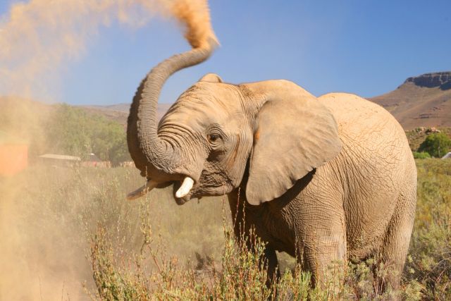 Big 5 Game Drive   Elephant