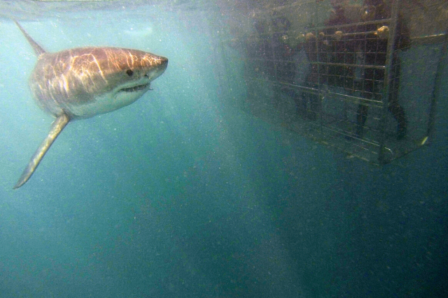 Shark Cage Diving | Cape Adventure Zone