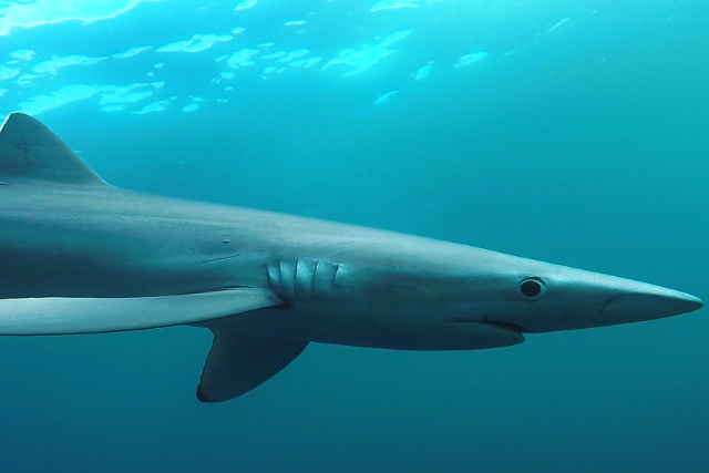 Shark Cage Diving | Cape Adventure Zone