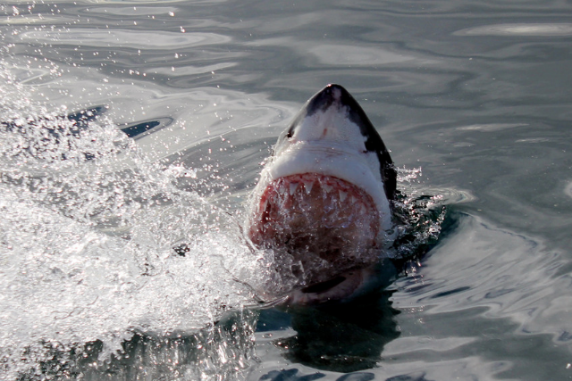 Shark Cage Diving | Cape Adventure Zone