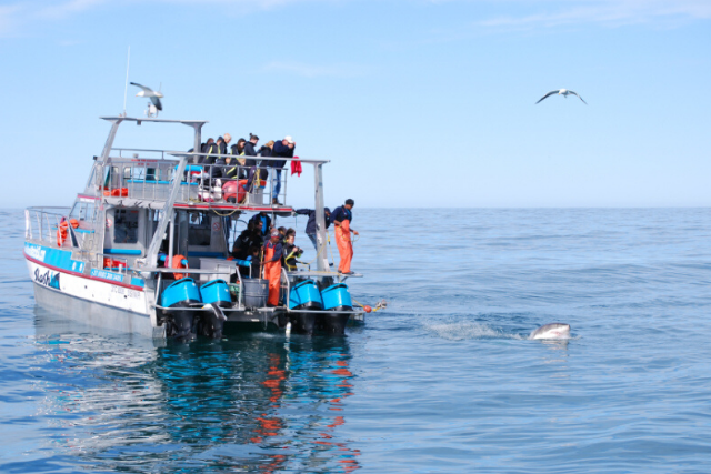 Shark Cage Diving | Cape Adventure Zone